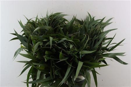 Euca Ov Blad