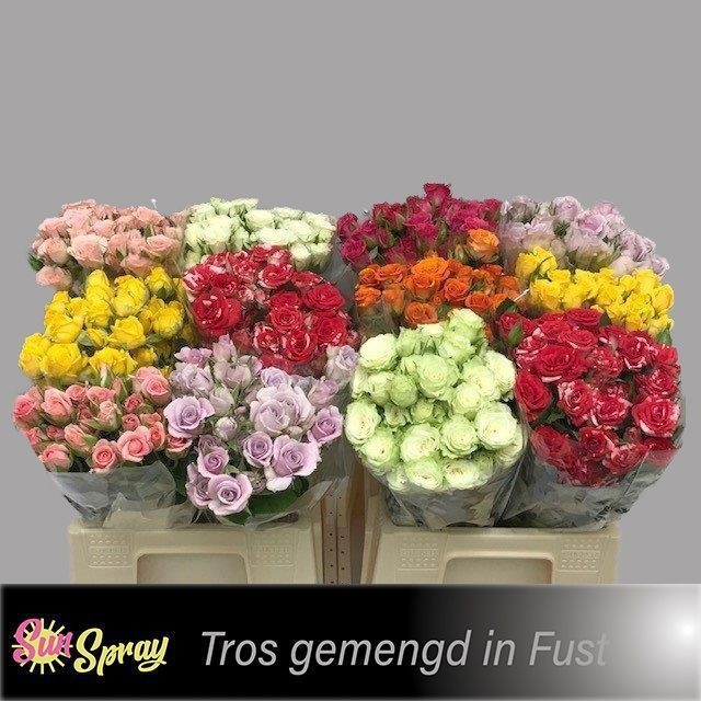 Rosa Spr Mixed In Bucket 40cm