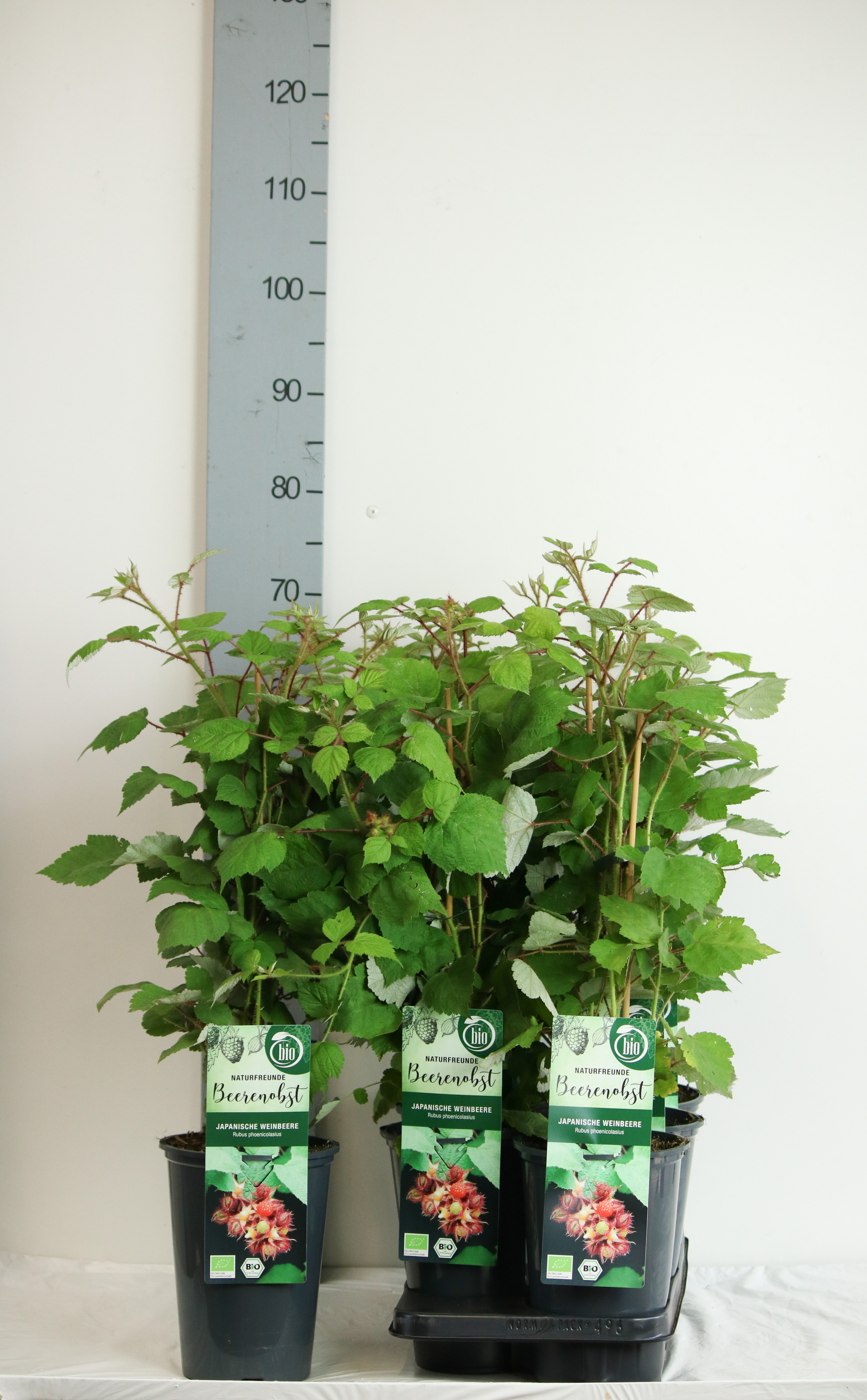 Rubus BIO Rubus phoenicolasius DE-ÖKO-006