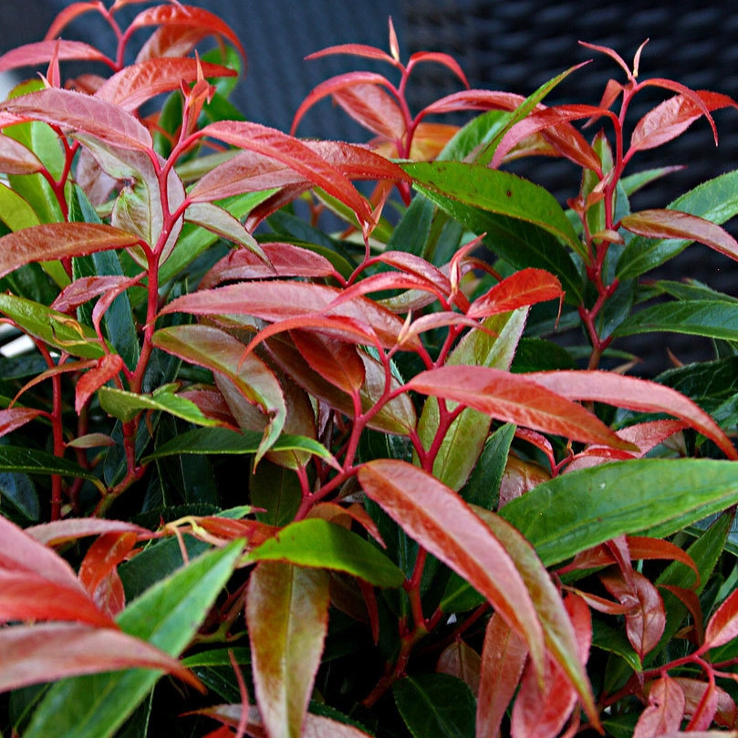 Picture of Leucothoë keiskei 'Burning Love'