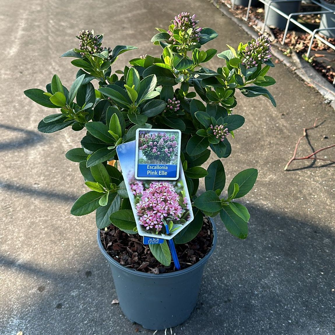 Picture of Escallonia laevis Pink Elle ('Lades'PBR) P19 (3 Ltr)