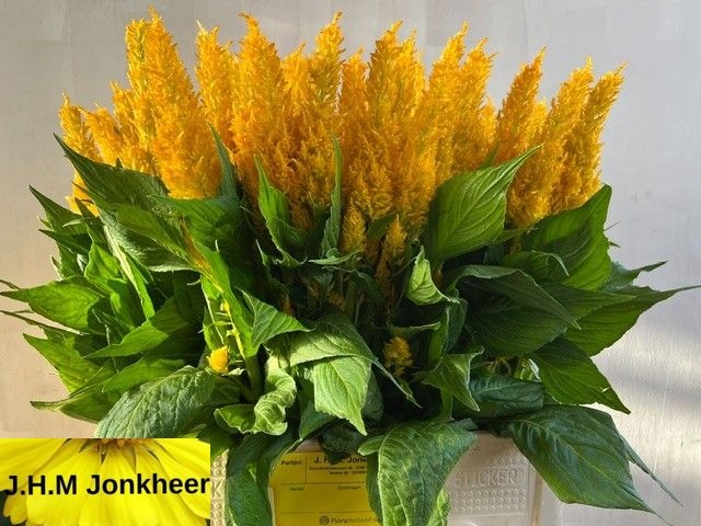 Celosia Feather Century Yellow 60cm