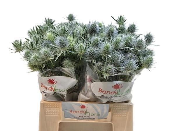 Eryngium Anita 40cm