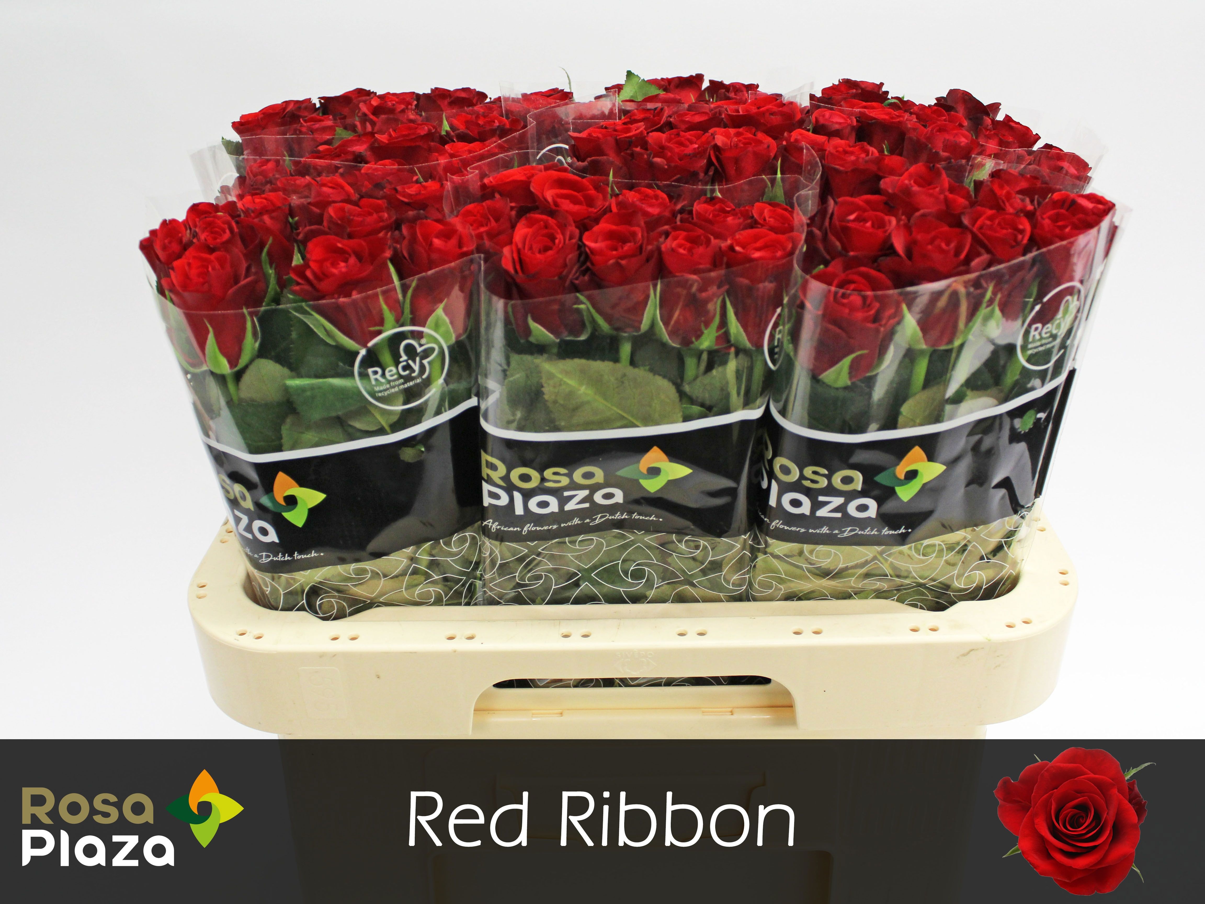 Rosa Red Ribbon 60cm