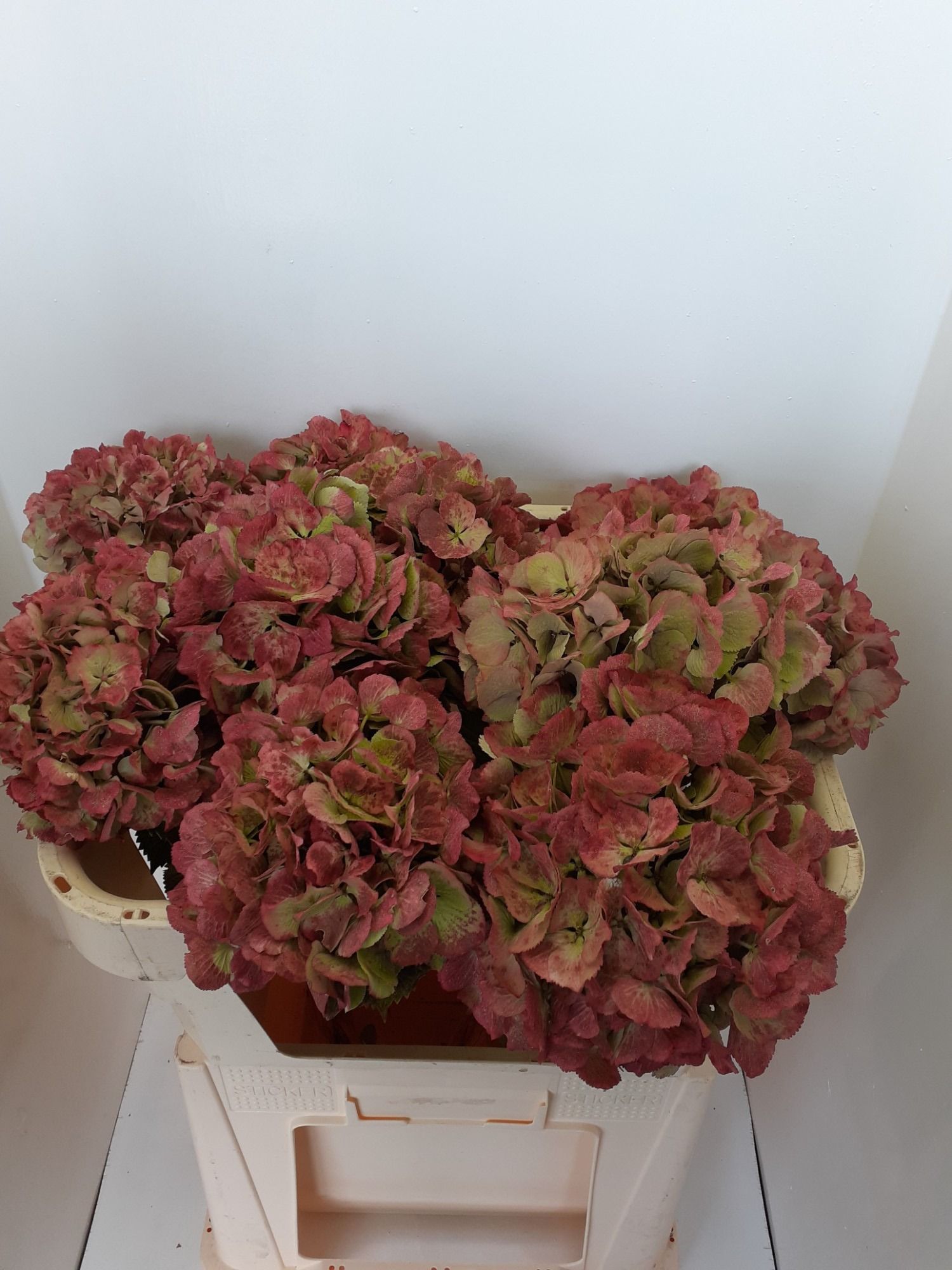 Hydrangea Glowing Alps Classic 60cm 12Ø