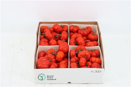 Solanum Per Tray