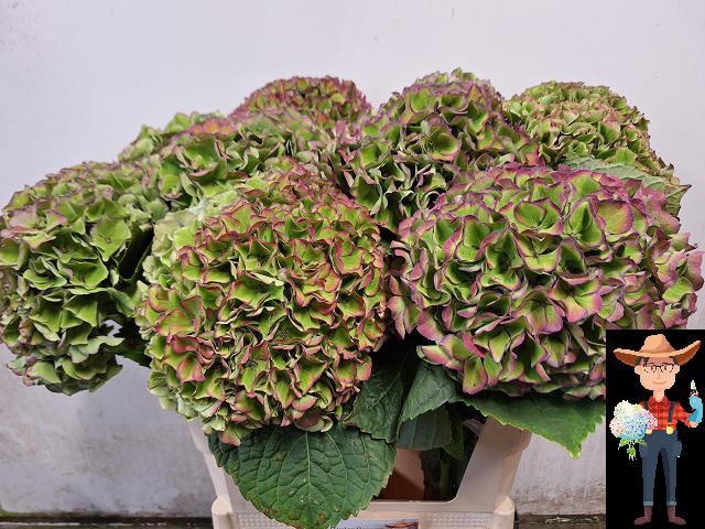Hydrangea Opal Clas Pink 80cm 21Ø