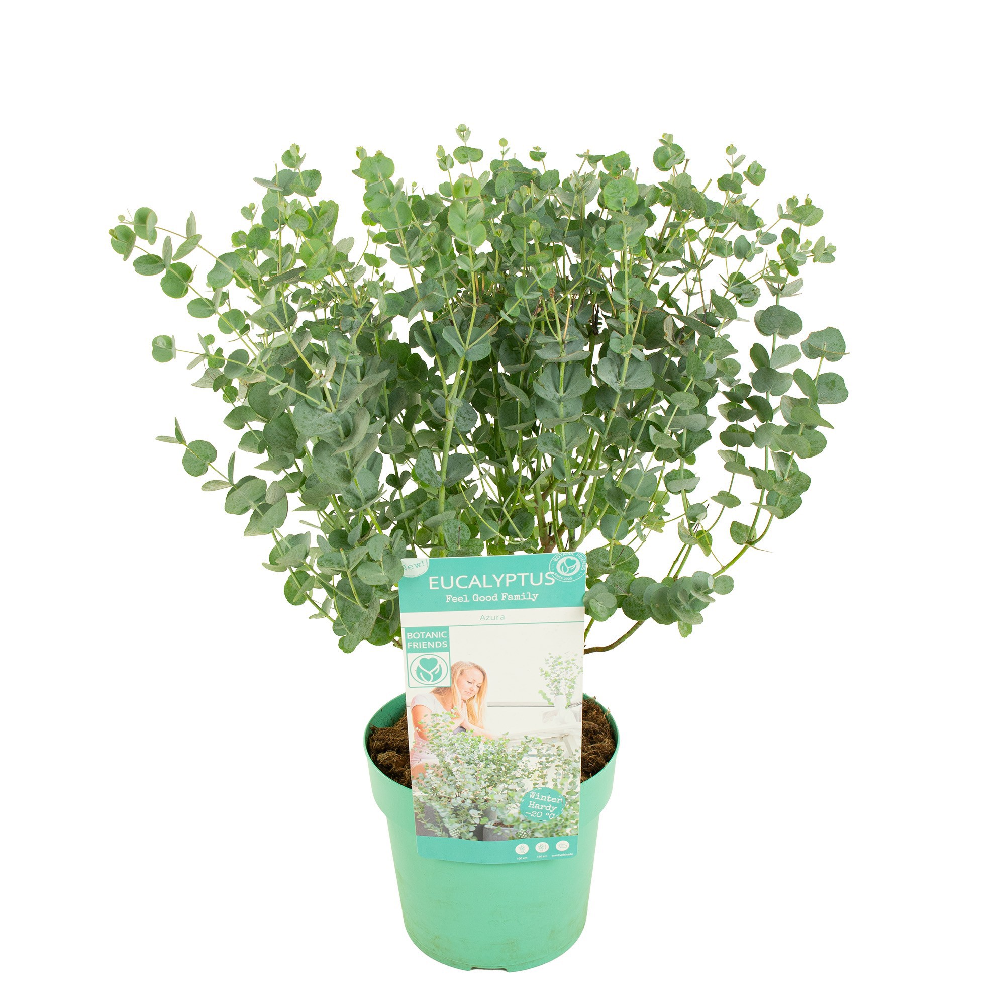Eucalyptus gunnii Azura ('Cagire')