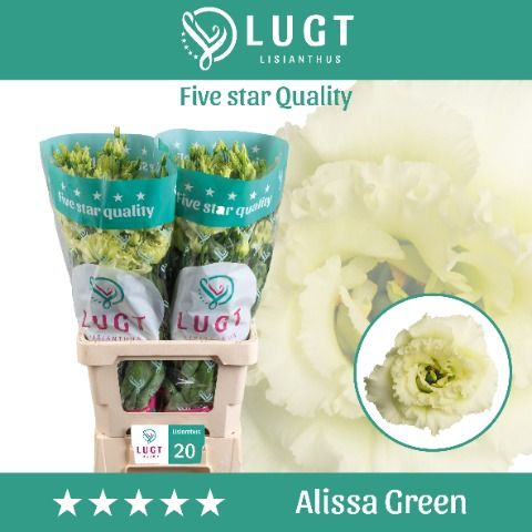 Eus G Alissa Green