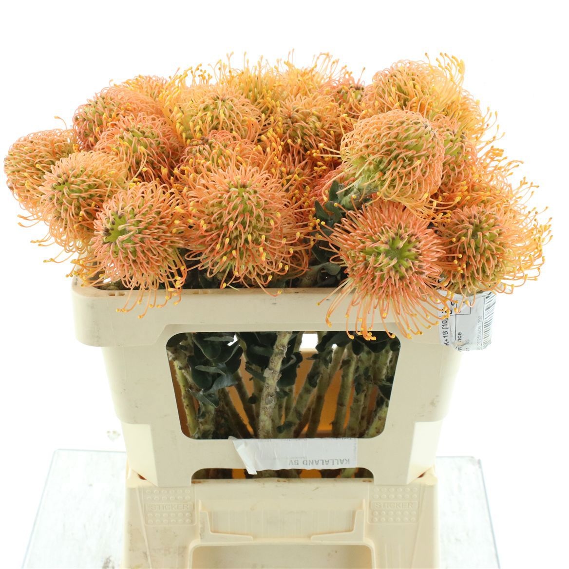 Leuco Ov 50cm