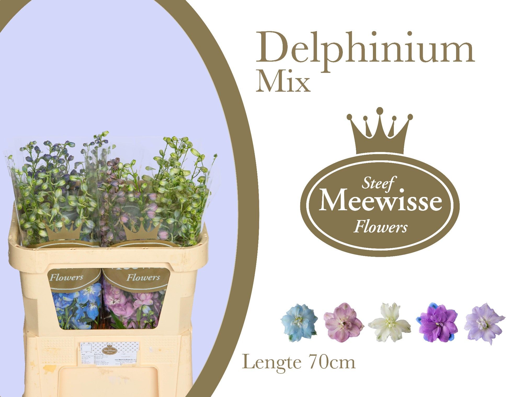 Delphinium El Mixed 70cm