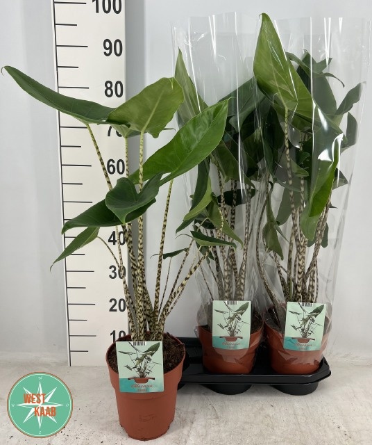 Aloc Zebrina 19Ø 85cm