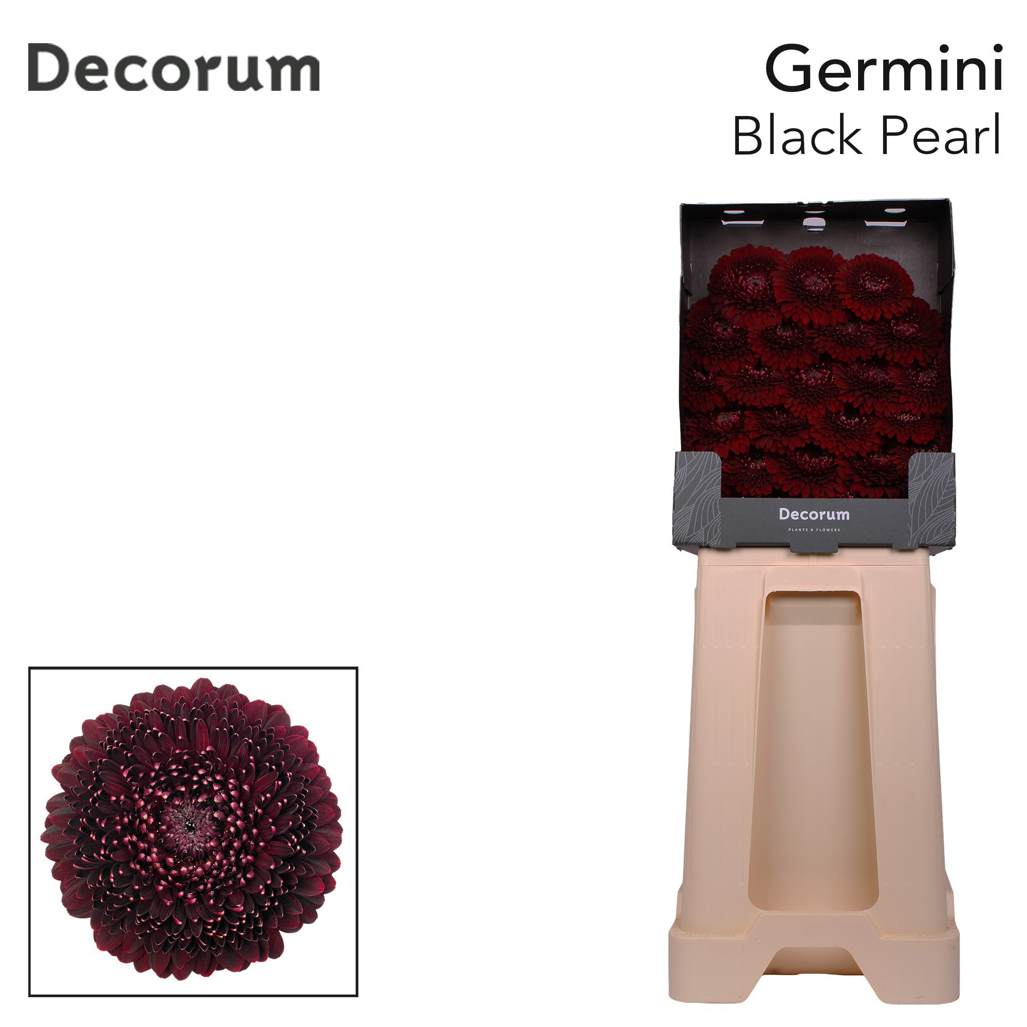 Ge Bv Pom Blackpearl