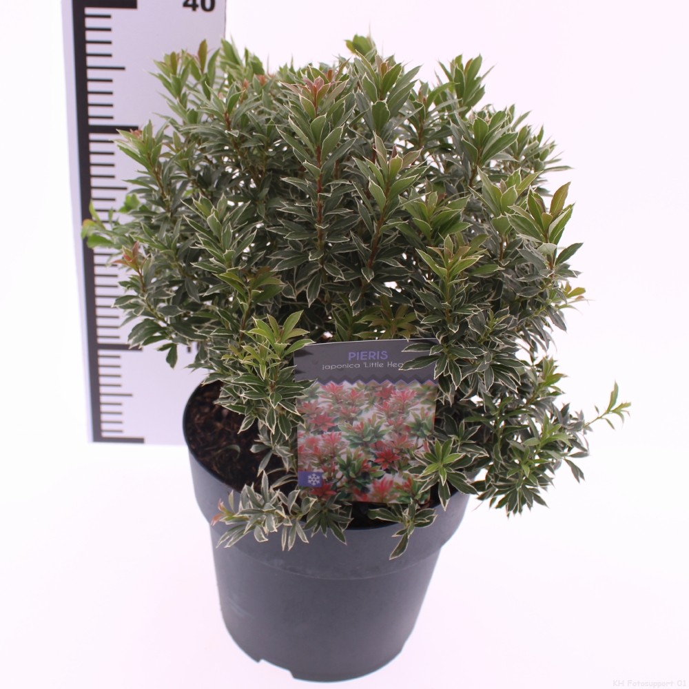 Picture of Pieris jap. 'Little Heath'