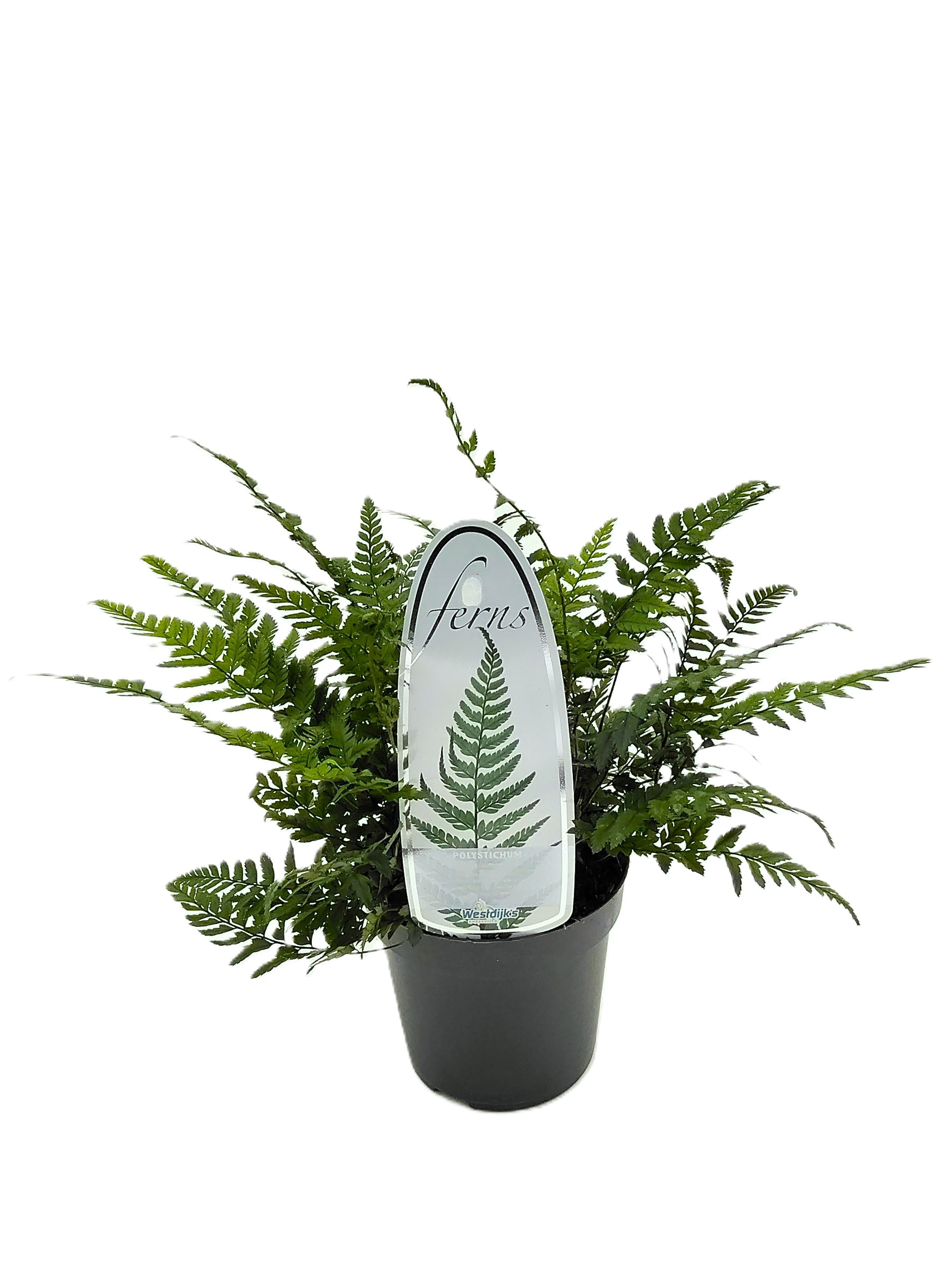 Polystichum tsus-simense ES11