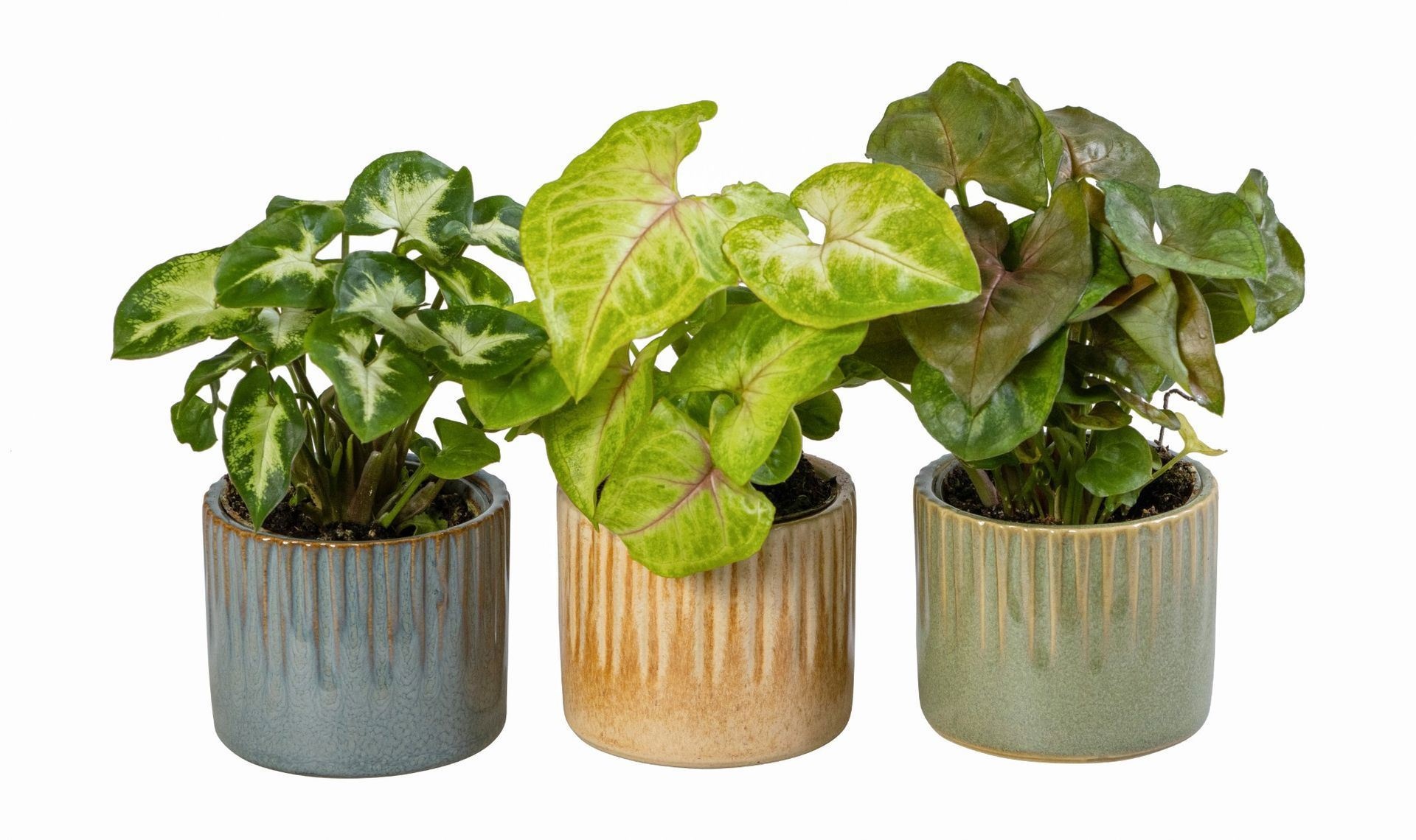 Syngonium L 66032 With Syngonium Mix
