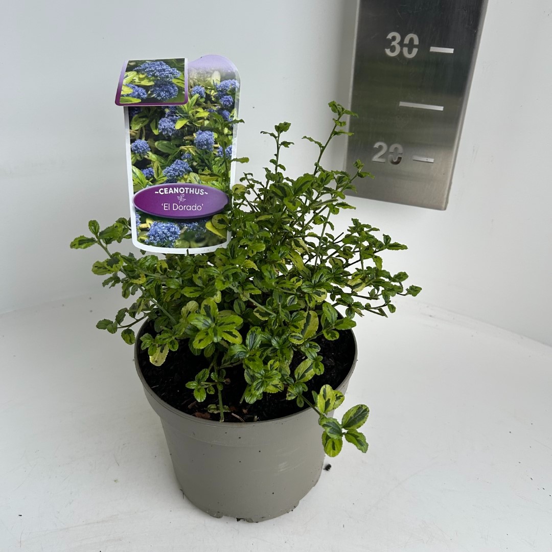 Picture of Ceanothus Eldorado P17 (2 Ltr) (LOOSE)