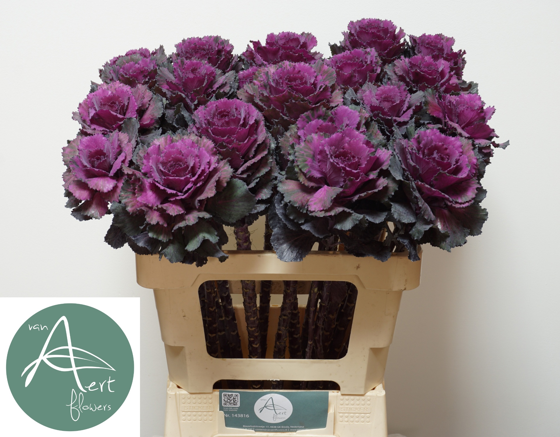 Brassica Elegance 60cm