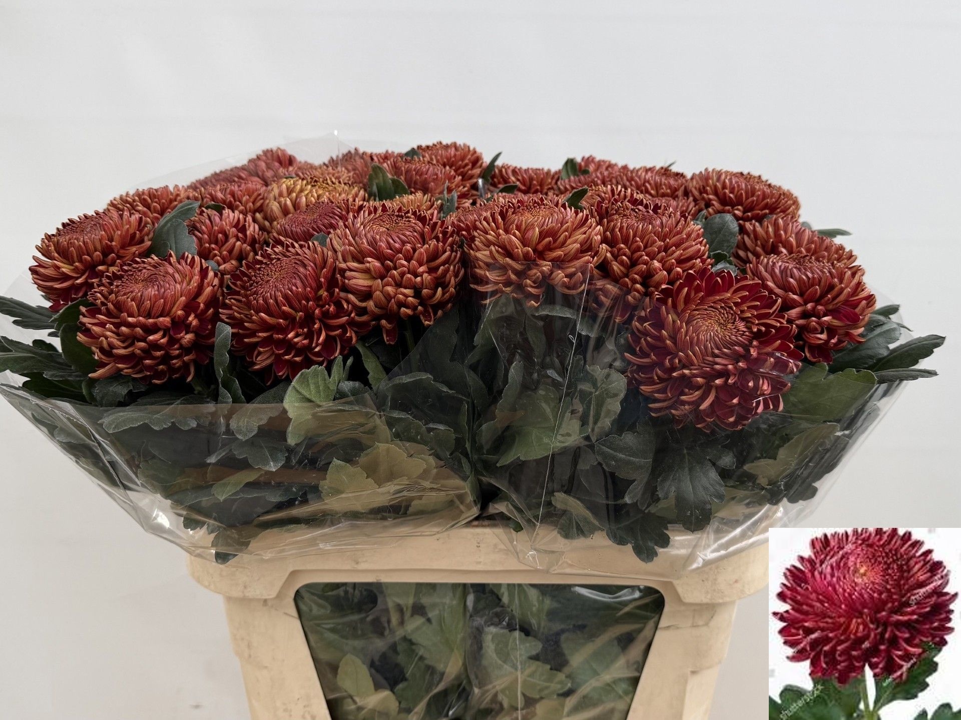 Chr G Bigoudi Bronze 80cm 105gram