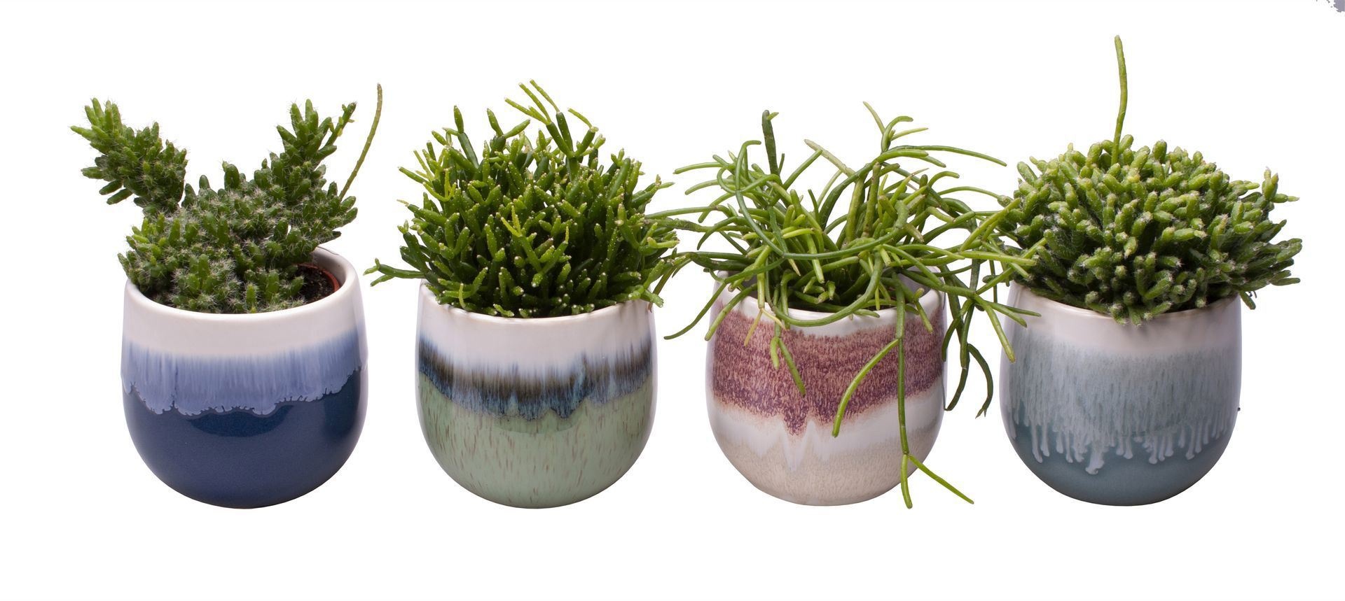 Rhipsalis L 65413 with Rhipsalis Mix