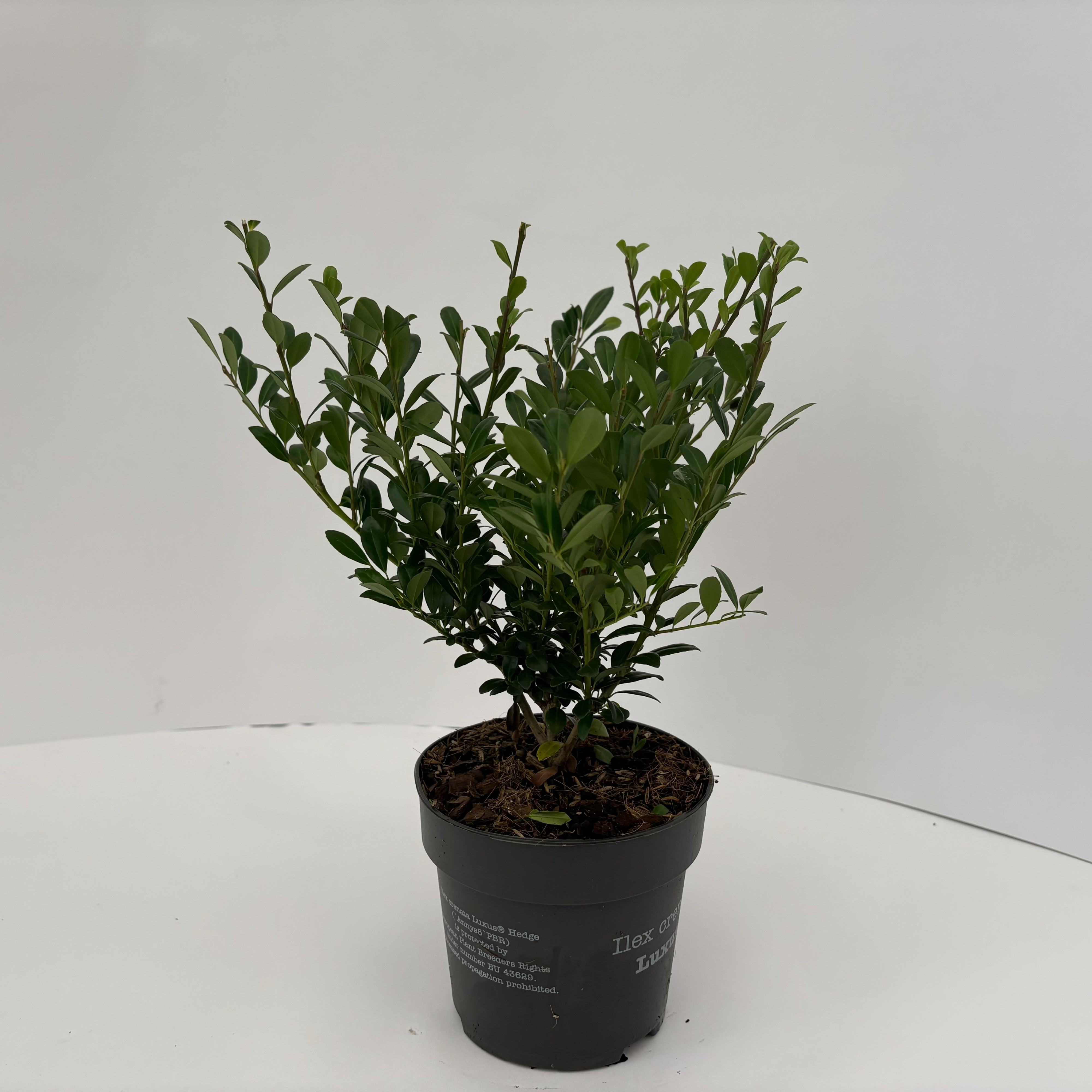 Picture of Ilex crenata Luxus P13 BUSH