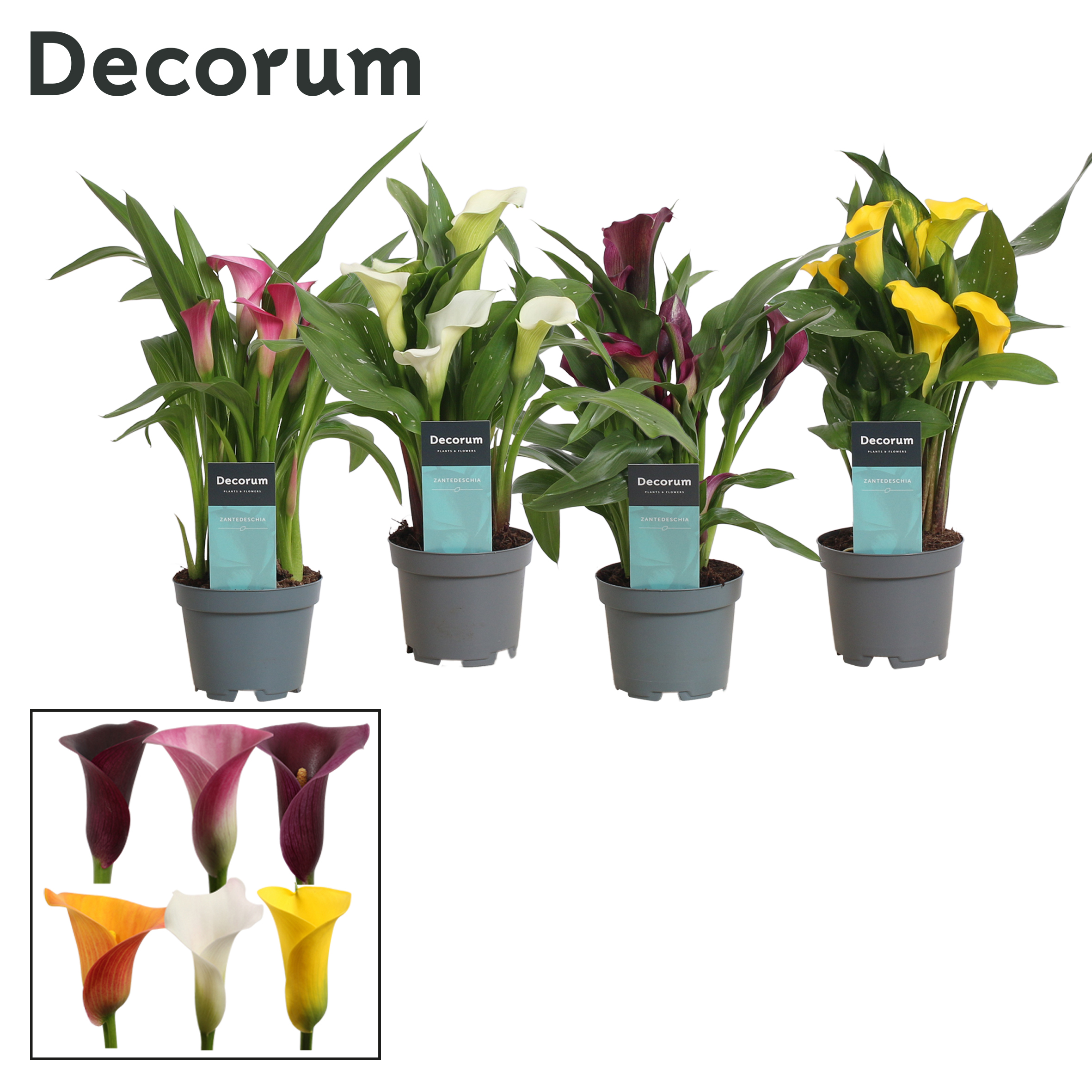 Picture of Zantedeschia varieties (Decorum) P10.5 35CM