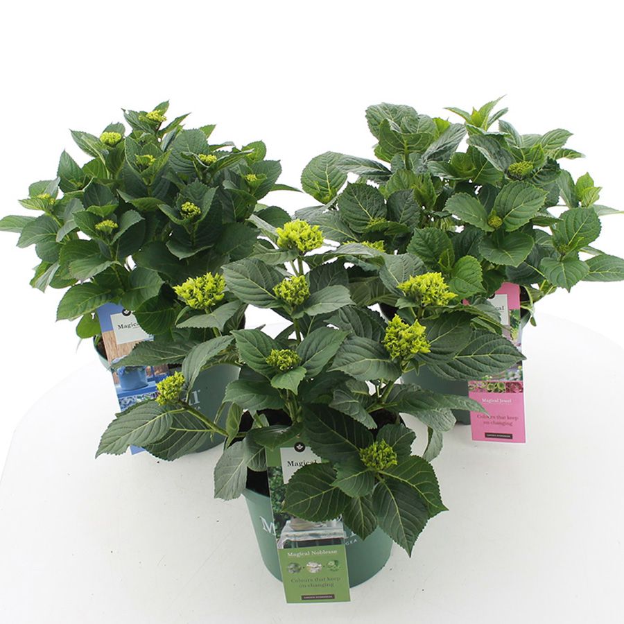 Picture of Hydrangea macr. Magical® MIX C5 (23cm.) Kn.