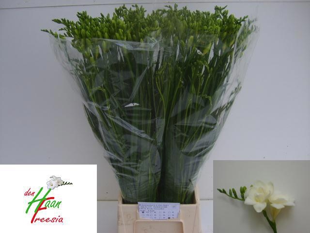 Freesia Double Versailles 70cm 39gram