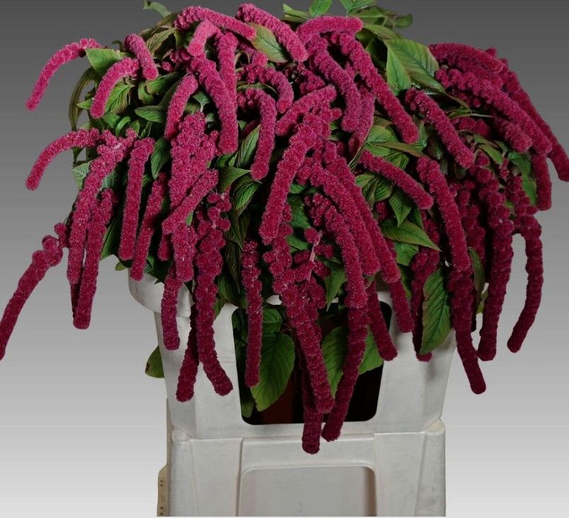 Amaranthus Hang Rosary 80cm