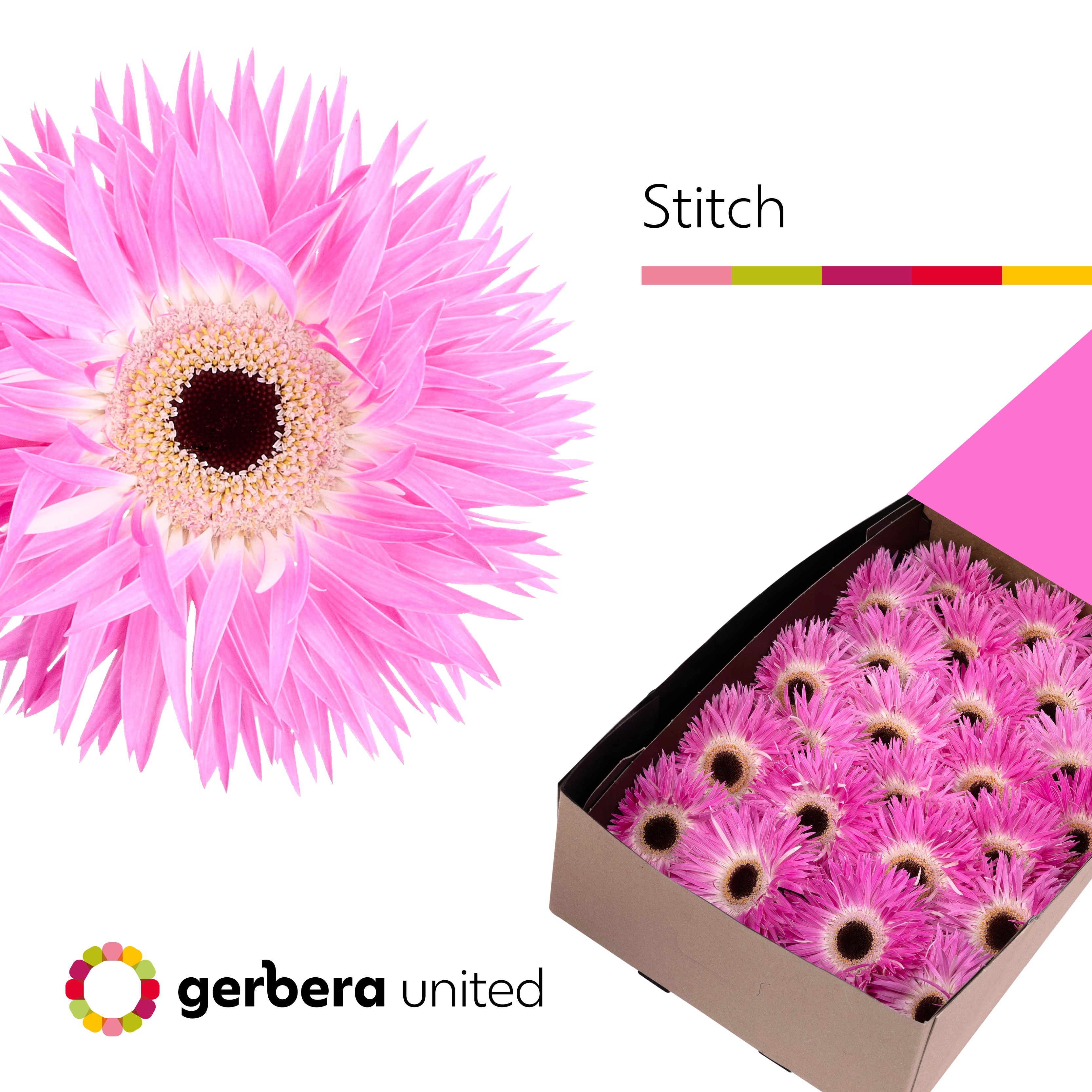 Gerbera Spider Stitch Doos
