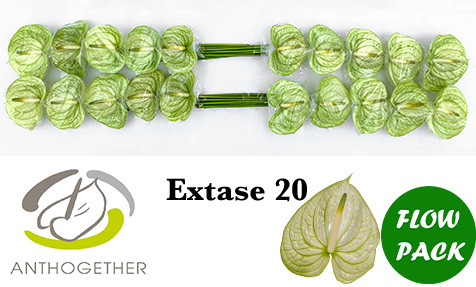 Anth A Extase