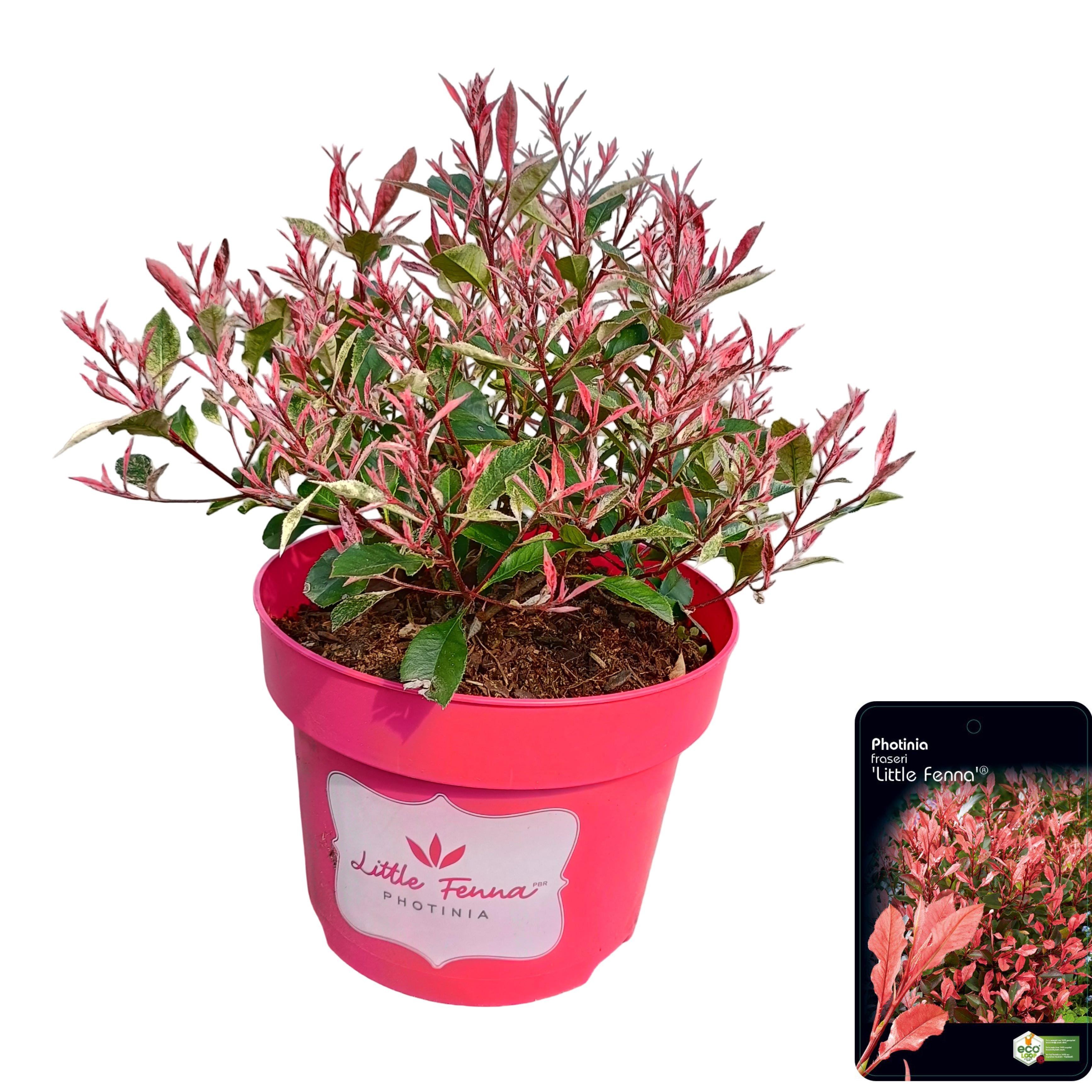 Picture of Photinia fras. 'Little Fenna'® C5