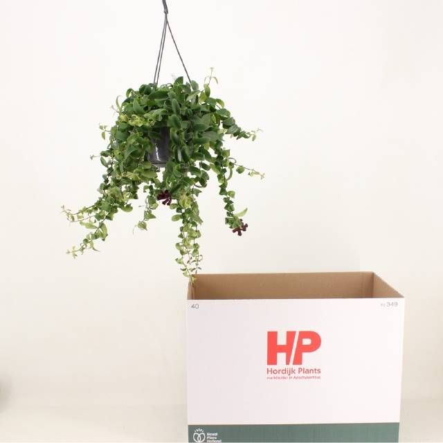 Aeschynanthus 'Rasta' - Aeschynanthus Hangplant