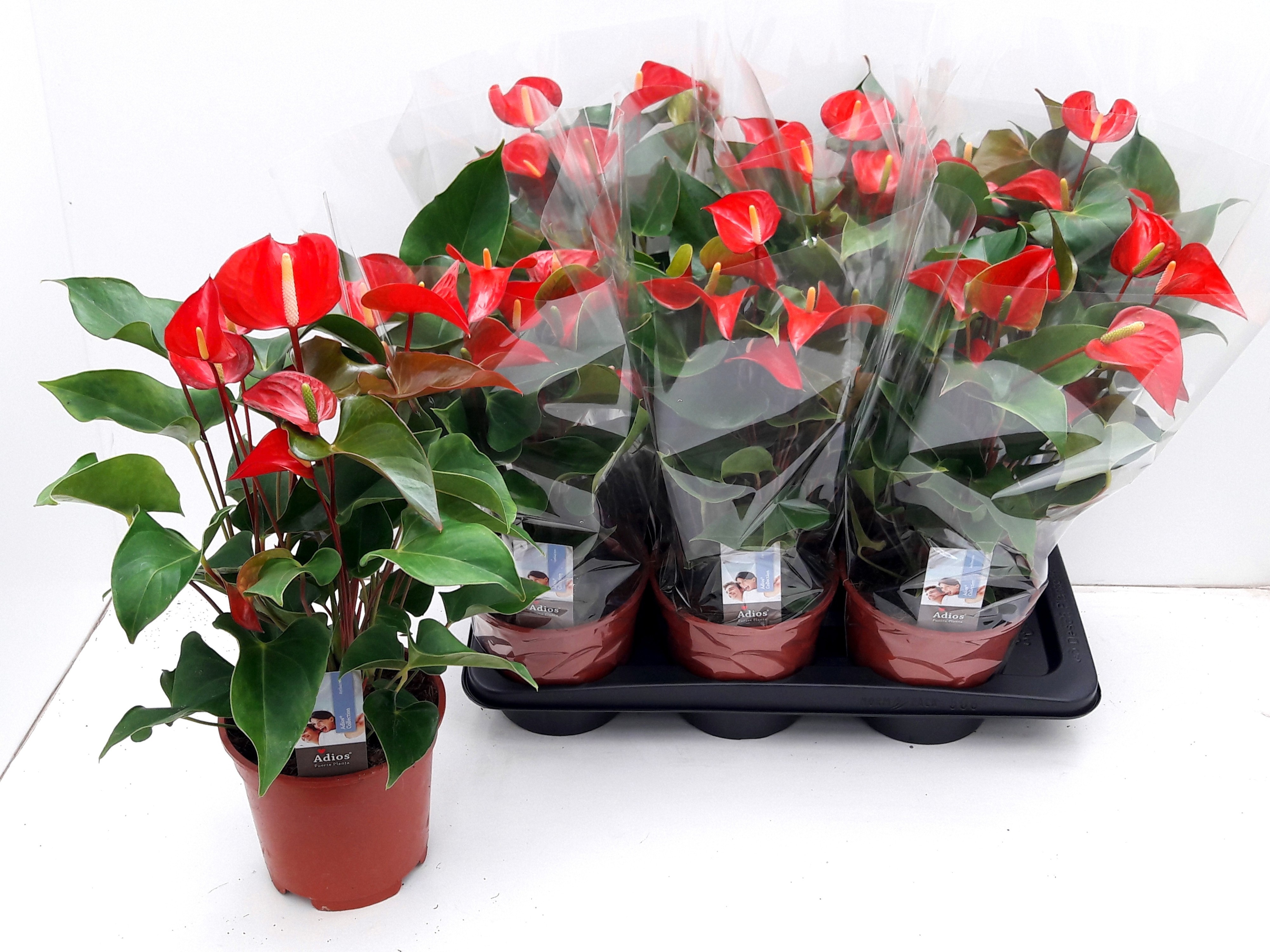Anthu Dynamite Red 17Ø 50cm