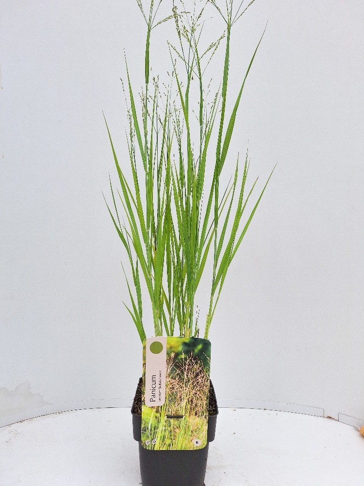 Panicum virgatum 'Buffalo Green'