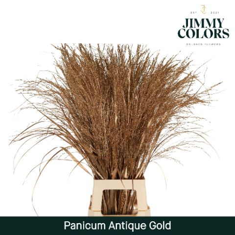 Panicum L90 Mtlc. Antique Gold