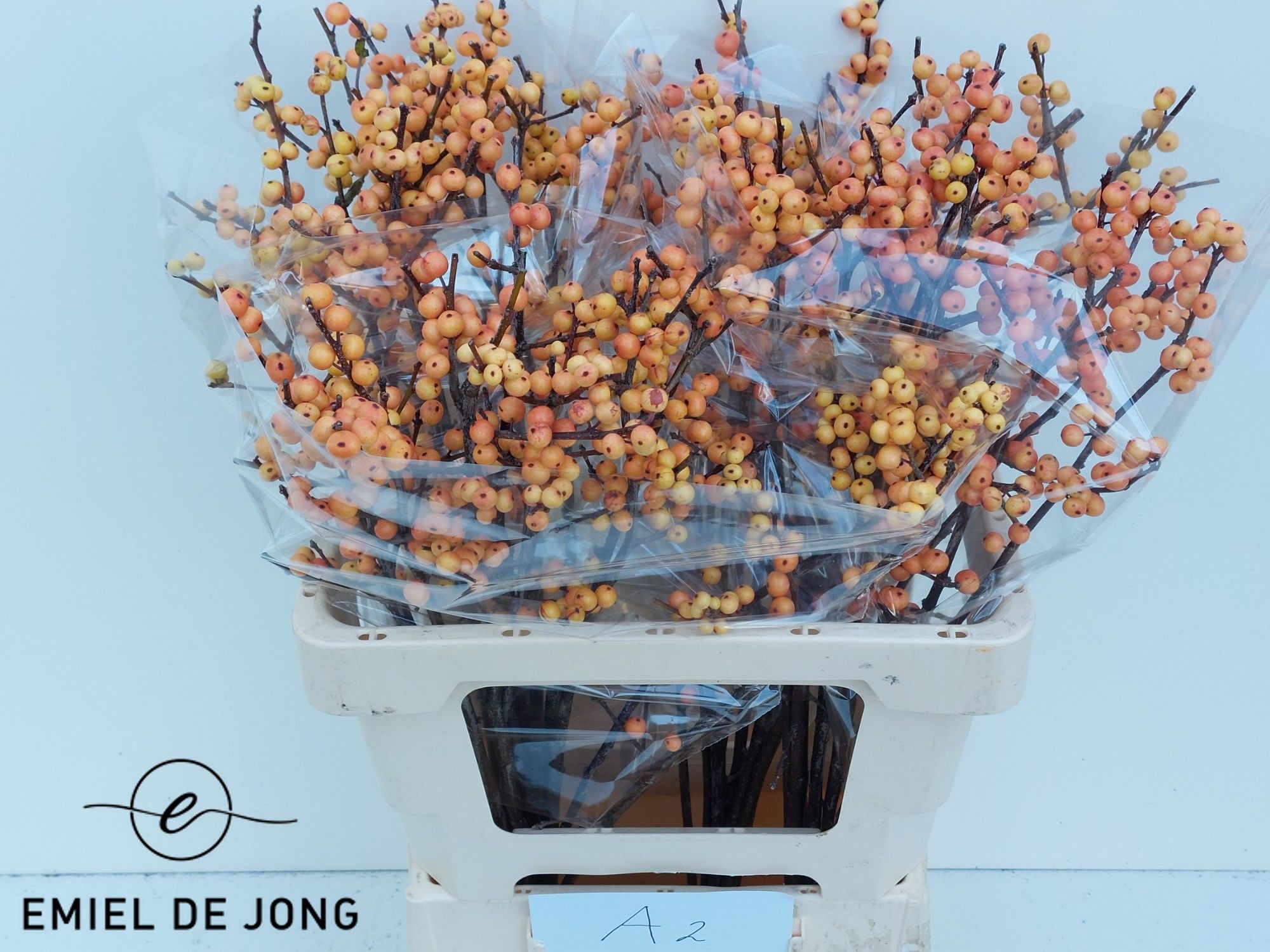 Ilex Ilexia Julia 60cm
