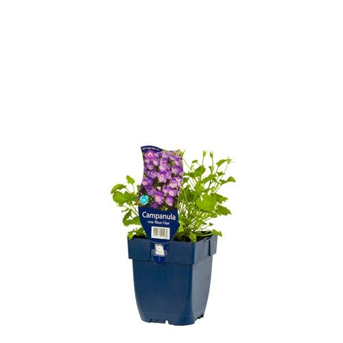 Campanula carpatica 'Blaue Clips'