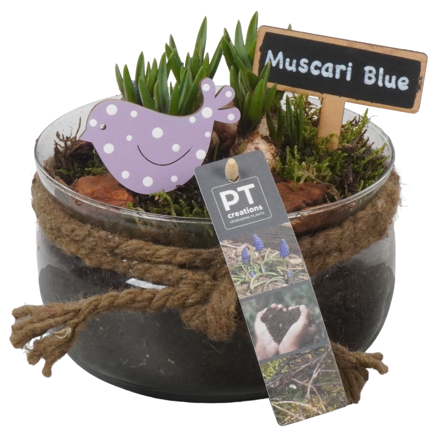 Picture of PTMB1017 Arrangement Muscari in glass bowl P16 19CM