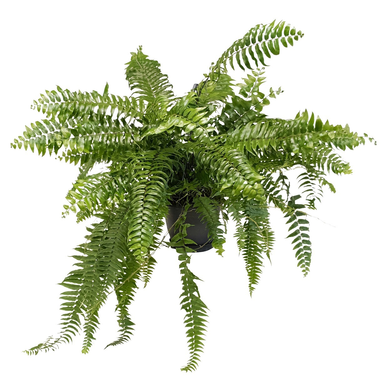 Nephrolepis Macho