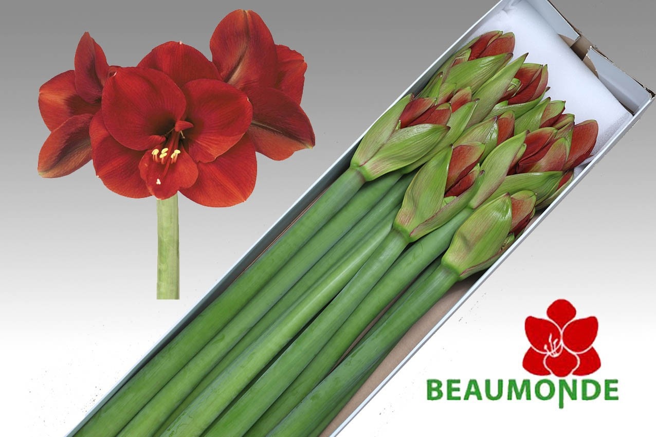 Hippeastrum Ferrari 4bl