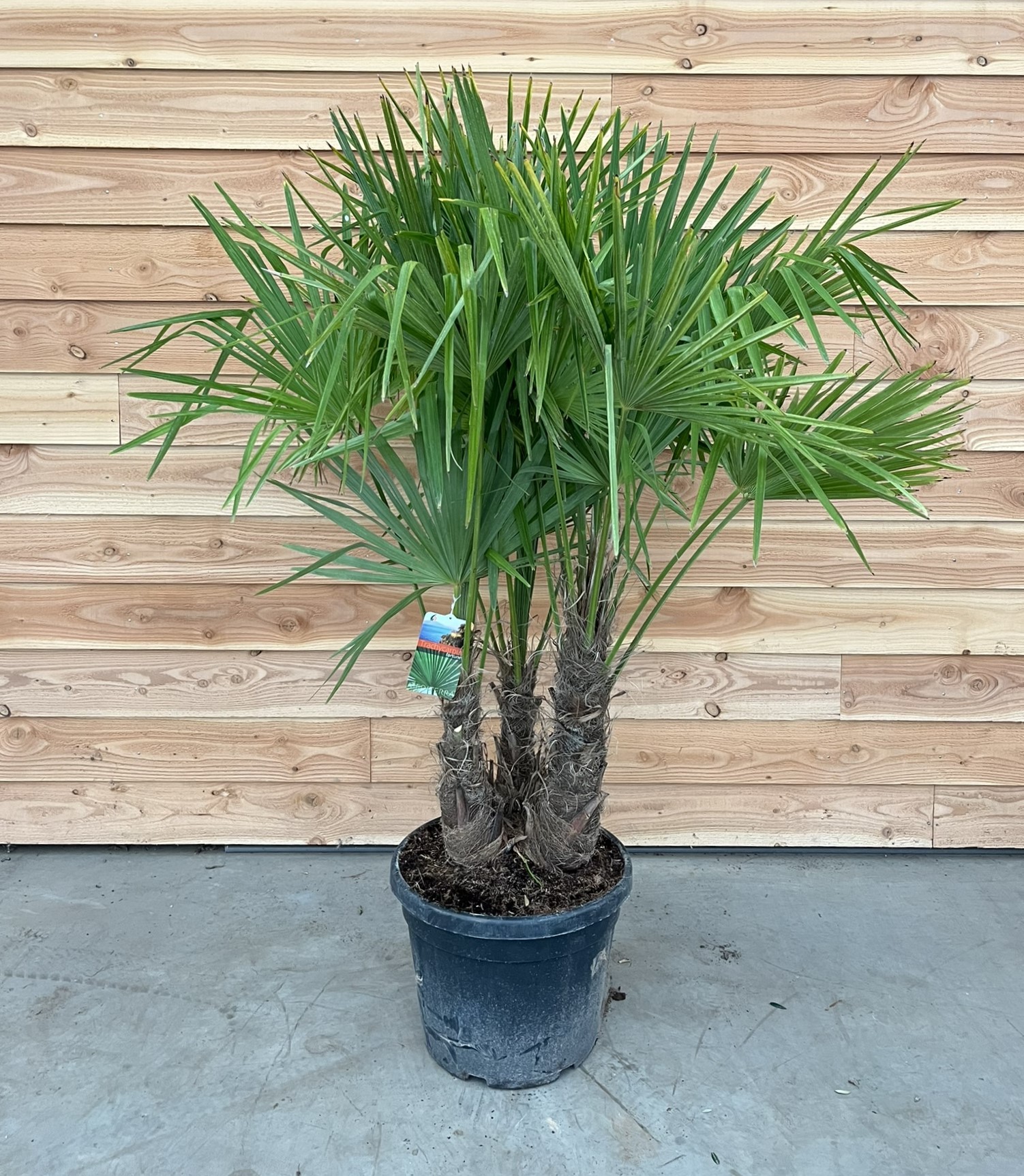 Picture of Trachycarpus fortunei P46