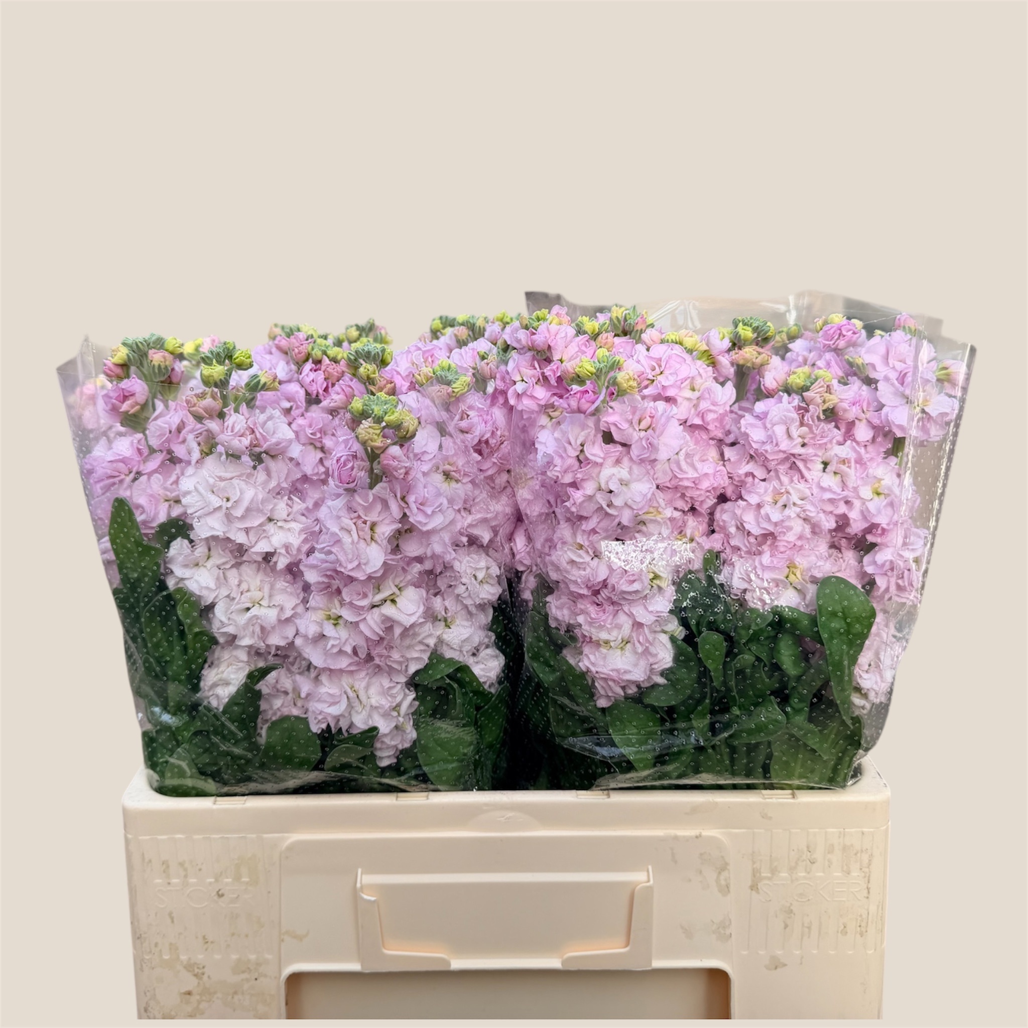 Matth Impala Cher Bl 60cm