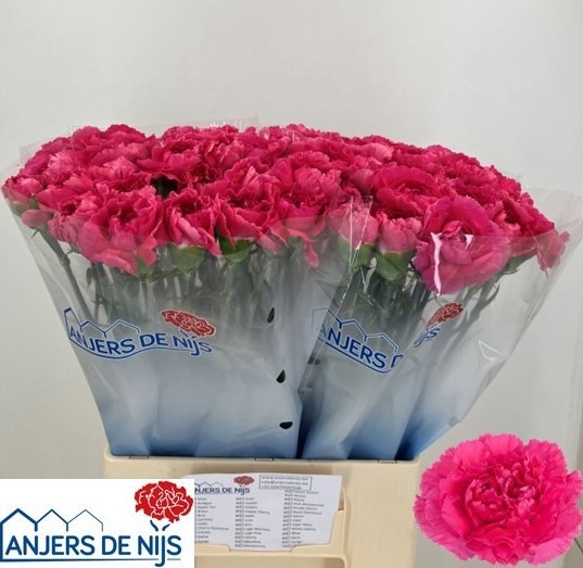 Dianthus Cherry Damasc+ 60cm