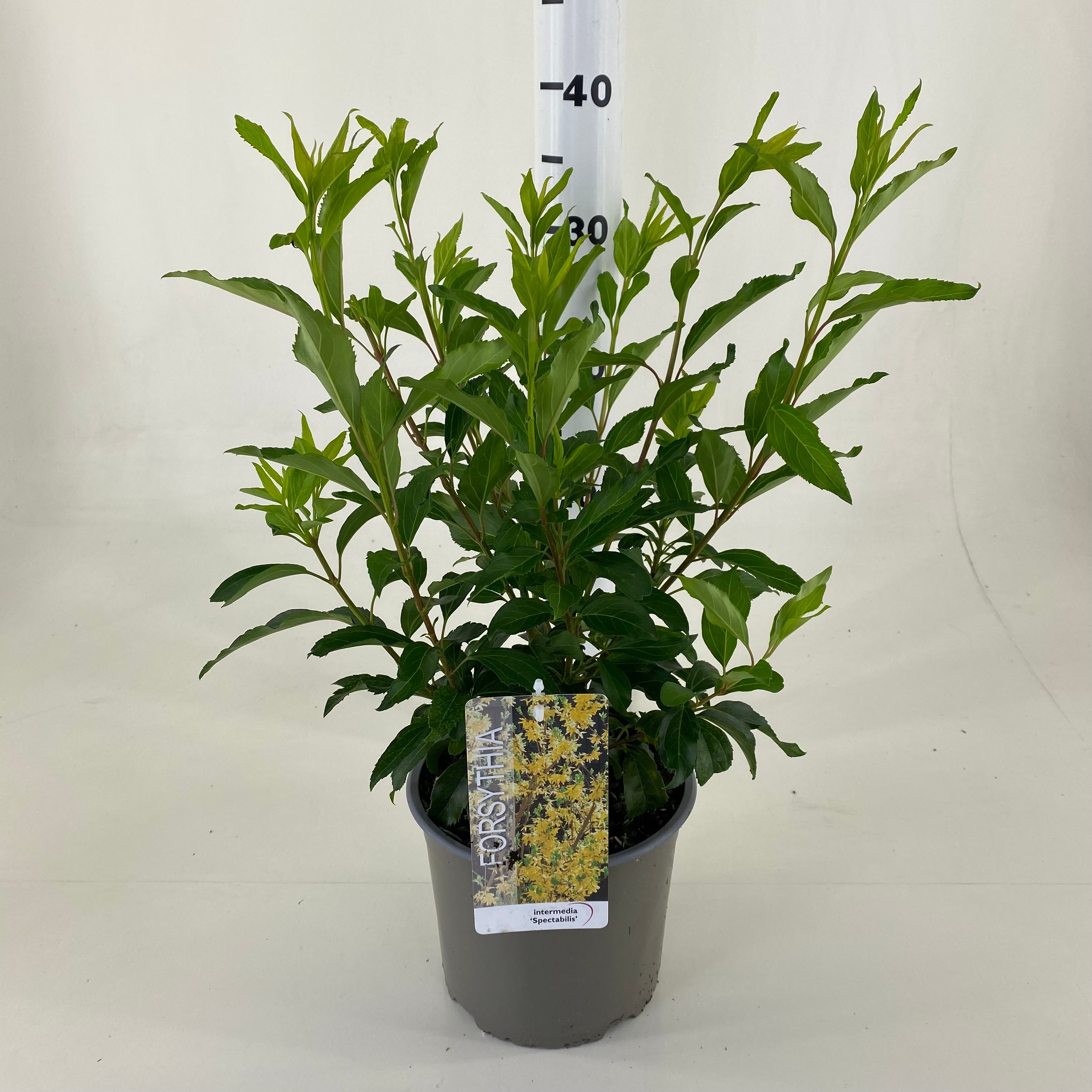 Picture of Forsythia intermedia Spectabilis P19 (3 Ltr)