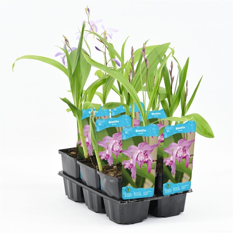 Bletilla striata
