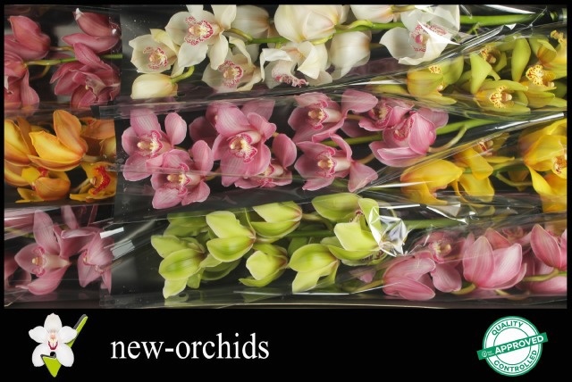 Cymbidium Asst 9bl