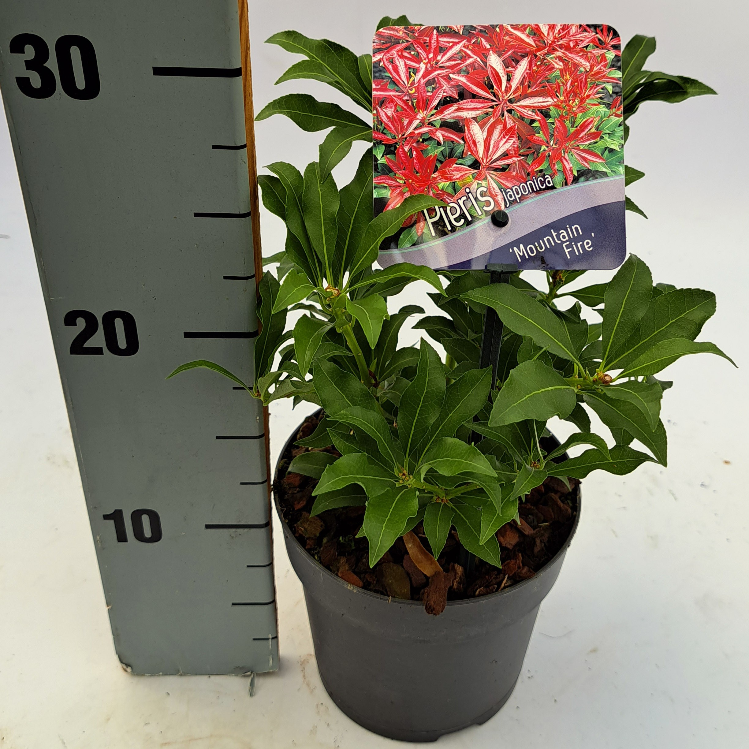 Picture of Pieris japonica 'Mountain Fire'