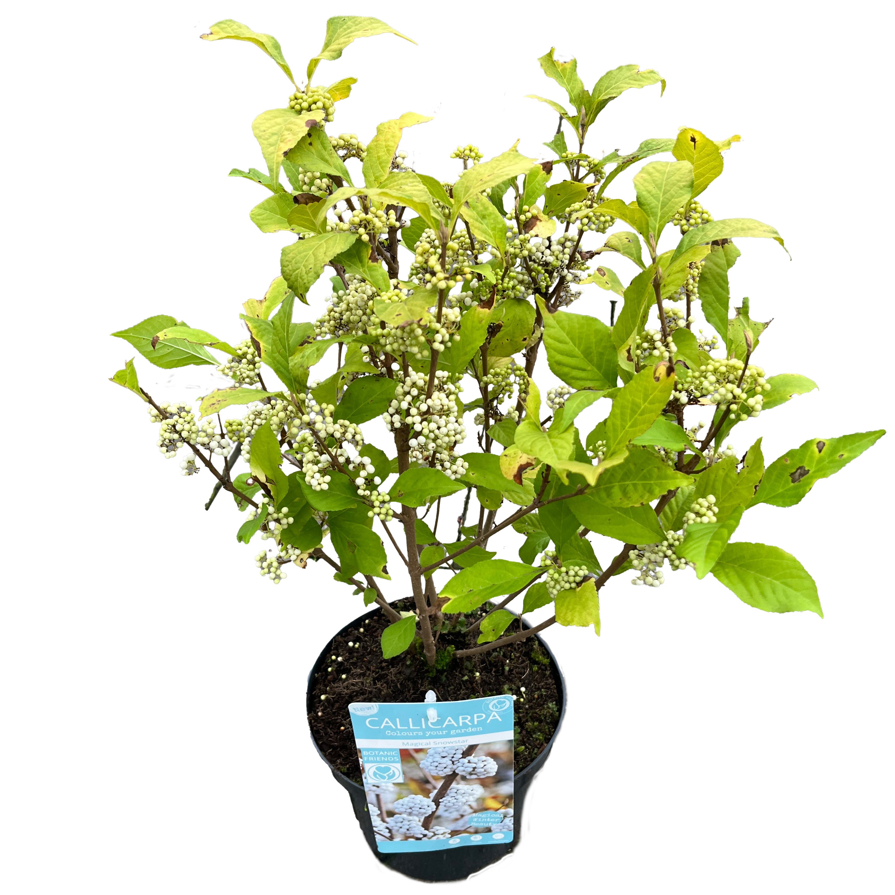 Picture of Callicarpa bod. Magical Snowstar P19 (3 Ltr) (LOOSE)