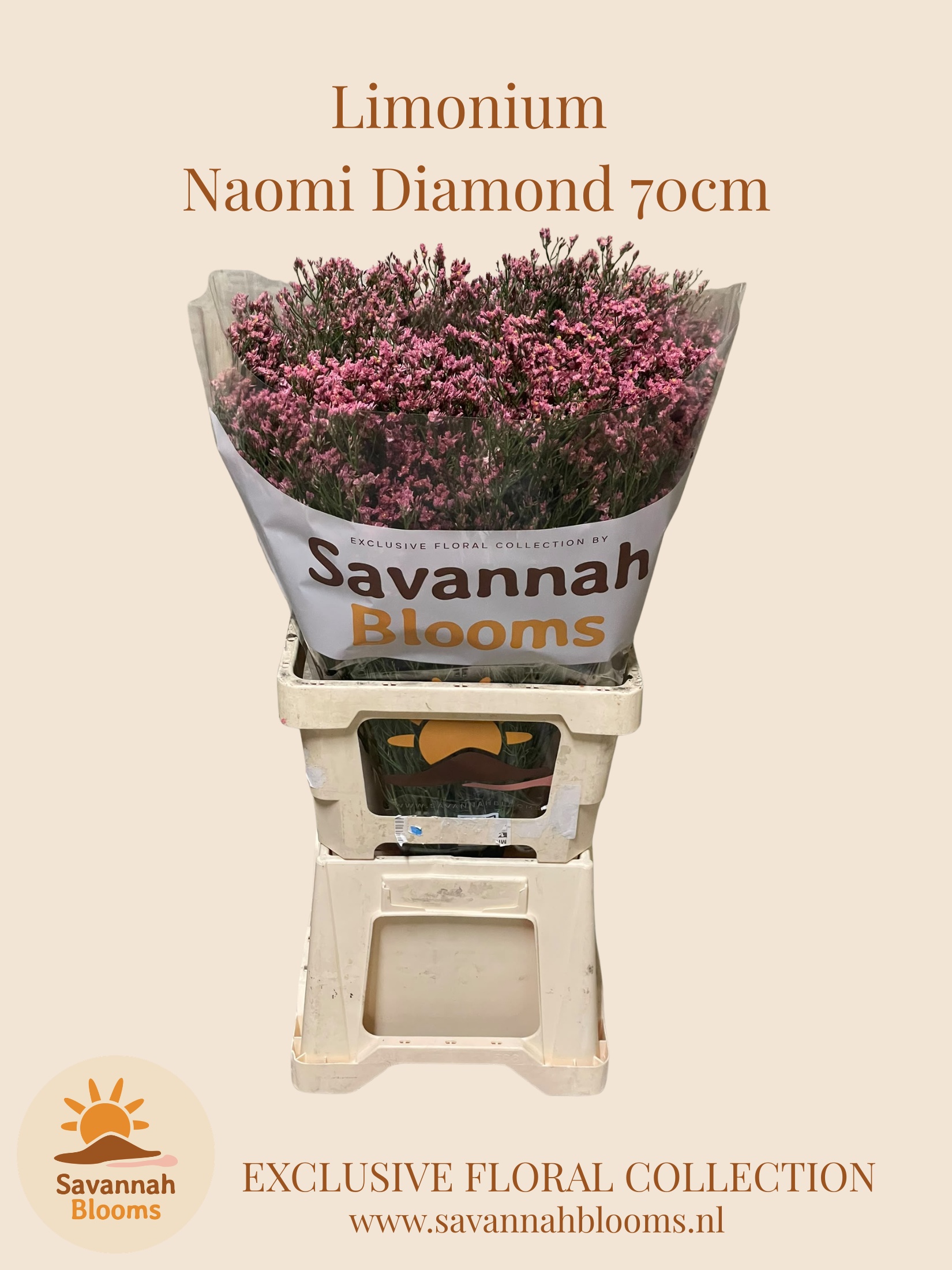 Limonium Sin Naomi Diamond 70cm 35gram